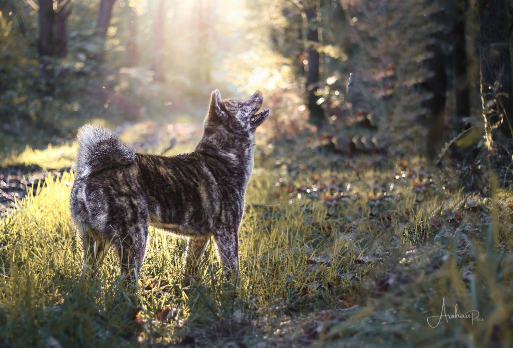 CH. Sao No Nakama Vera sakura