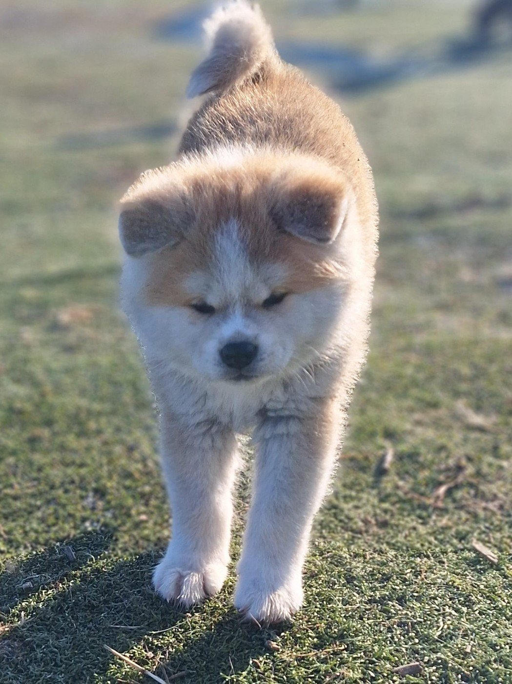 Une femelle rousse (poils courts) encore disponible à la réservation