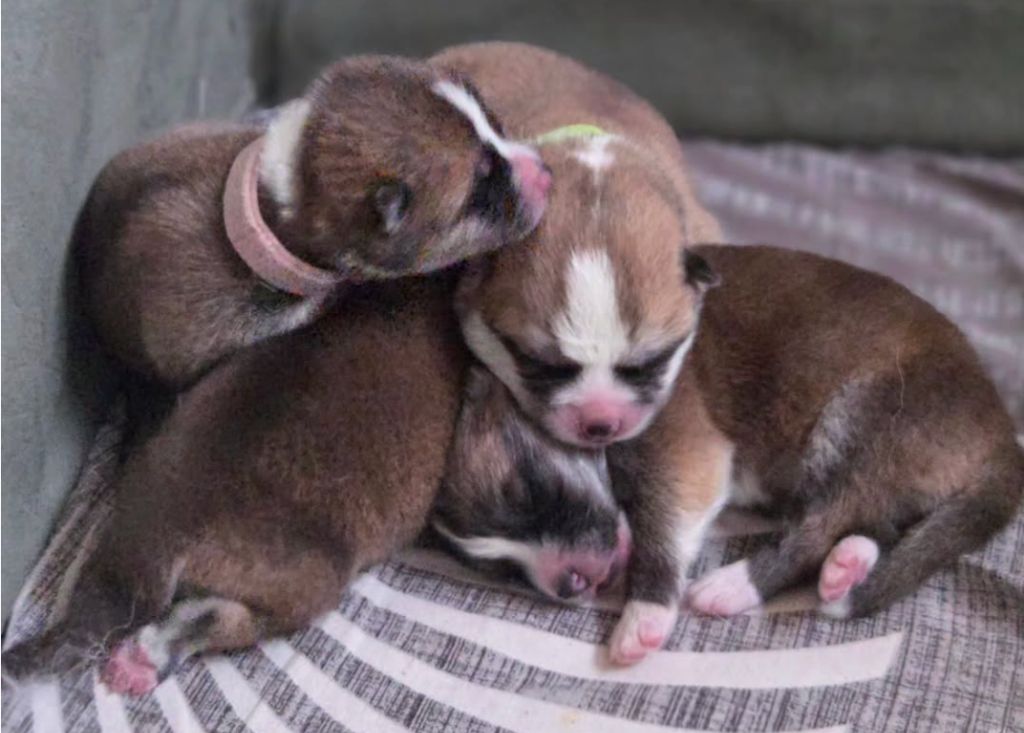 Naissance de 4 femelles Akita Inu - Portée d'Amaterasu & Ryusei