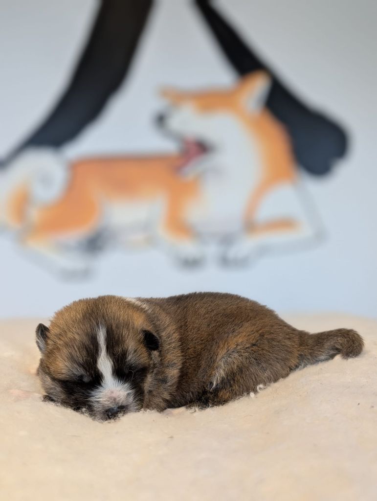 Sao No Nakama - Chiots disponibles - Akita