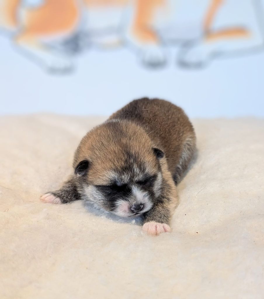 Sao No Nakama - Chiots disponibles - Akita