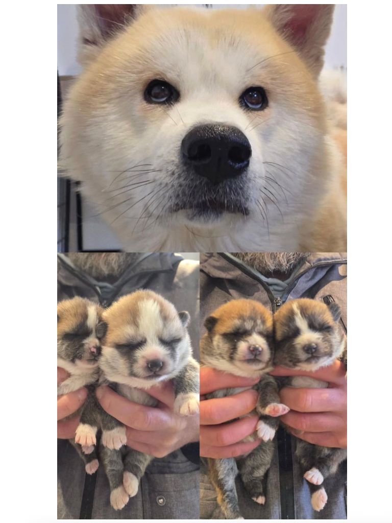 Chiot Akita Sao No Nakama