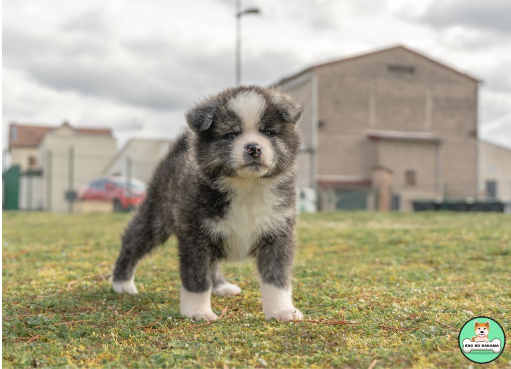 Sao No Nakama - Akita - Portée née le 08/02/2023