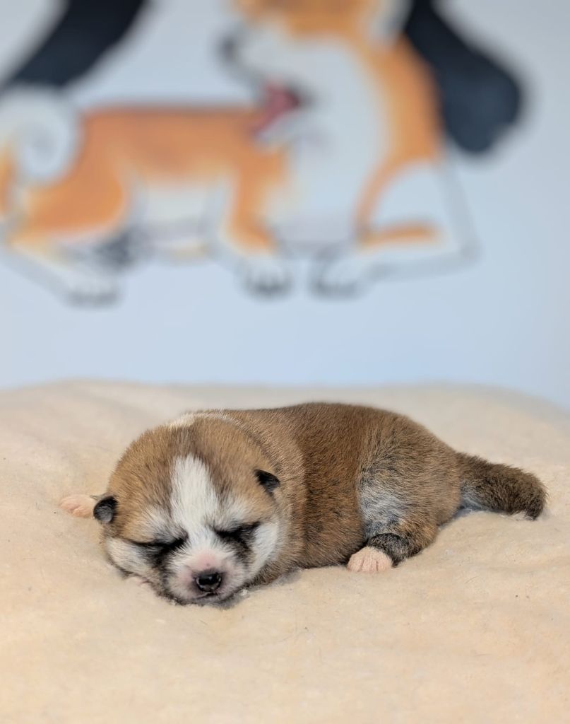 Sao No Nakama - Chiots disponibles - Akita